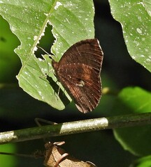 Godartiana muscosa
