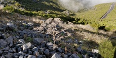 Daucus decipiens image