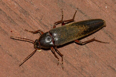 Enchodes sericea