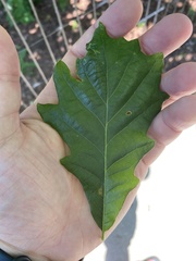 Quercus bicolor