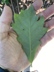 Quercus bicolor