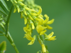 Melilotus altissimus