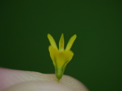 Melilotus altissimus