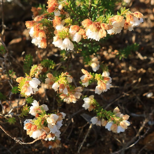 Cape Heath (Erica turbiniflora)