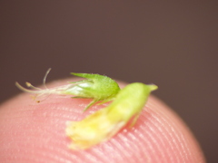 Melilotus altissimus