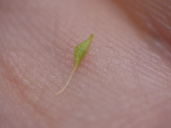 Melilotus altissimus