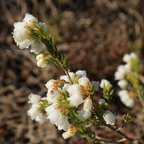 Erica turbiniflora, photograph 2