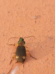 Chlaenius posticalis