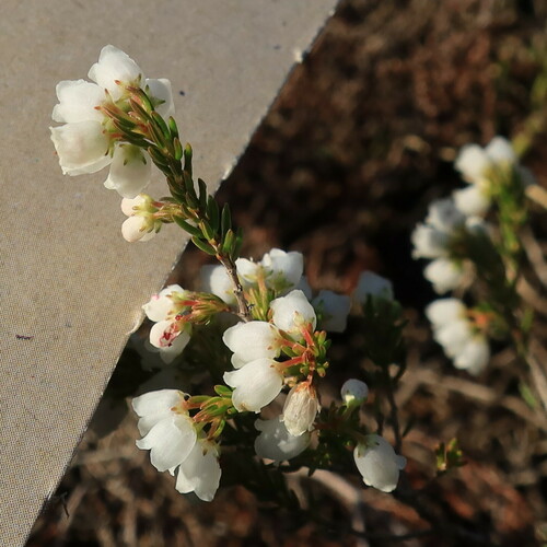 Erica turbiniflora, photograph 3
