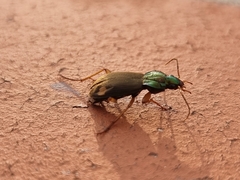 Chlaenius posticalis