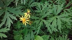 Ligularia japonica