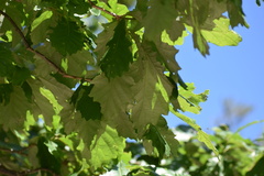 Quercus bicolor