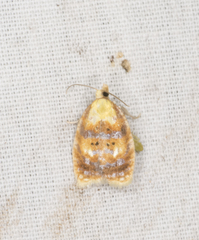 Acleris curvalana
