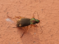 Chlaenius posticalis