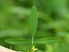 Melilotus altissimus