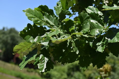 Quercus bicolor