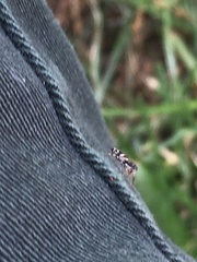Salticidae
