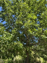Quercus bicolor