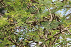 Lagonosticta senegala