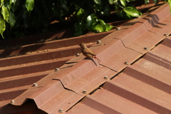 Lagonosticta senegala