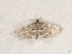 Anageshna primordialis