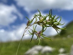Poa alpina vivipara