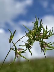 Poa alpina vivipara