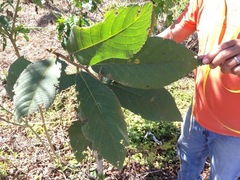Cordia sulcata