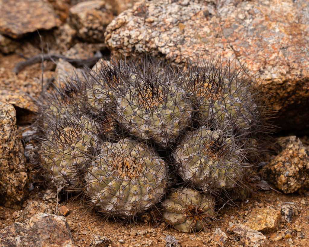 Copiapoa grandiflora, Chile