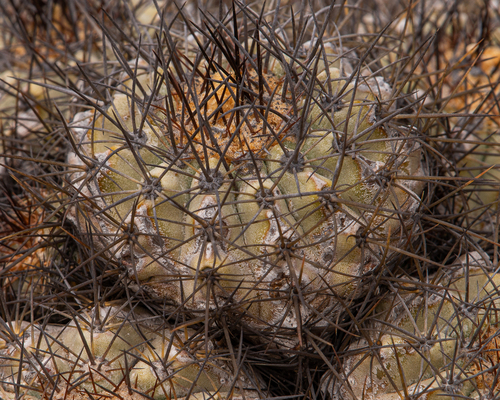 Copiapoa grandiflora