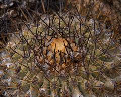 Copiapoa grandiflora