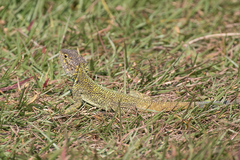 Acanthocercus minutus