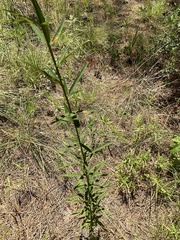 Desmodium sessilifolium