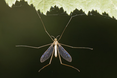 Blephariceridae