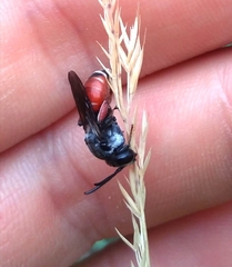 Ammobatoides abdominalis