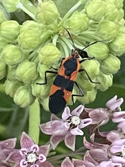 Oncopeltus fasciatus