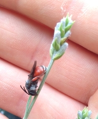 Ammobatoides abdominalis