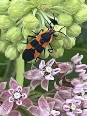 Oncopeltus fasciatus