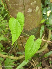 Dioscorea collettii