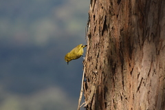 Zosterops stuhlmanni
