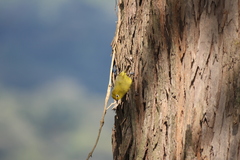 Zosterops stuhlmanni