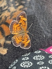 Phyciodes tharos
