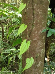 Dioscorea collettii
