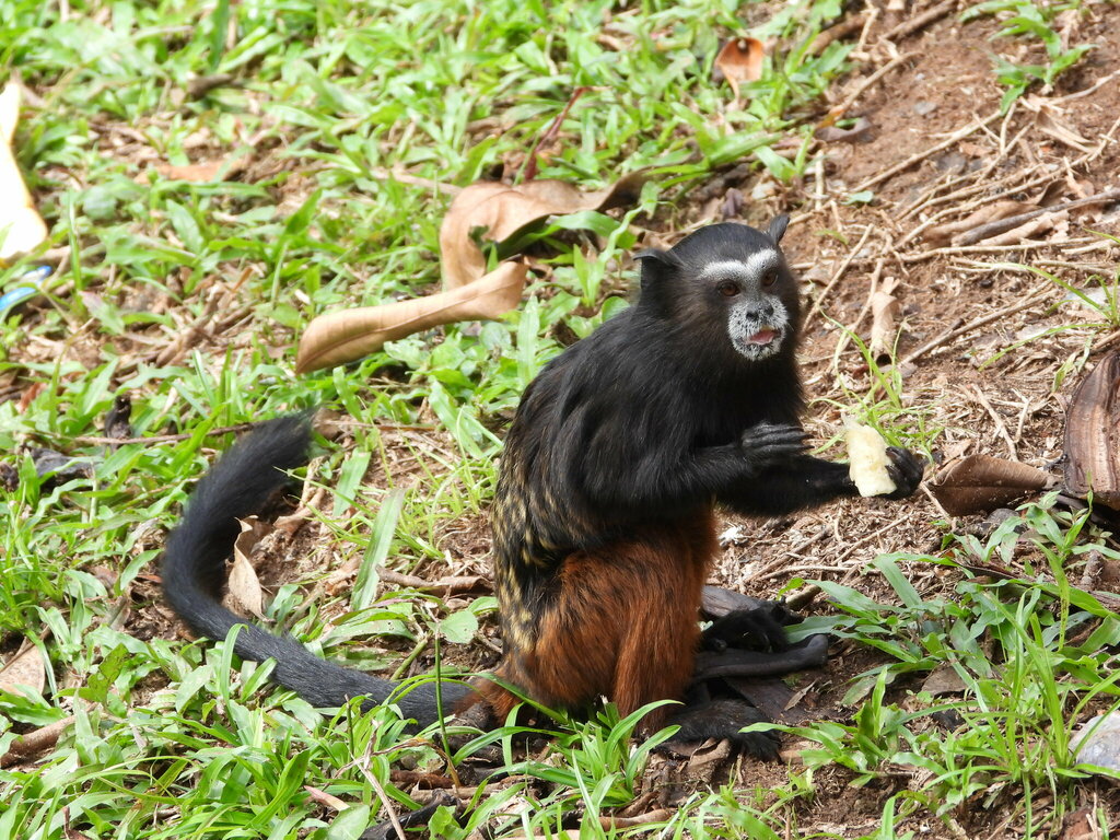 White-mantled Tamarin