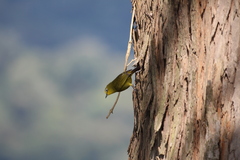 Zosterops stuhlmanni