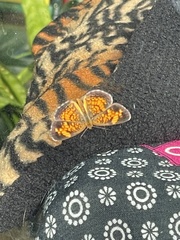 Phyciodes tharos