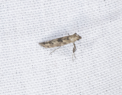Caloptilia populetorum