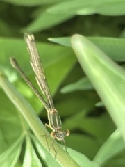 Chalcolestes viridis