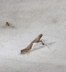 Caloptilia stigmatella