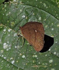 Forsterinaria quantius